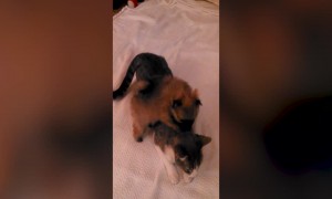 Kitten and Puppy Together means Ultimate CUTENESS!