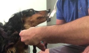 Tricked into a Nail Trim with a Treat