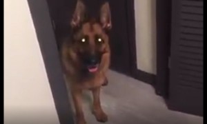 Dog's bedtime routine includes saying goodnight to bunny