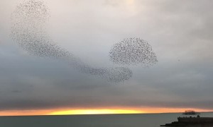 Birds Perform Mesmerizing Flying Formations
