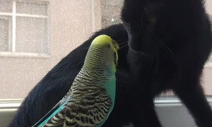 Kitty and Budgerigar Best Friends