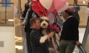Man holds Sheepadoodle and balloons on escalator
