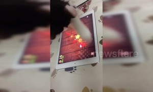 Clever cat is obsessed with playing mobile game on tablet