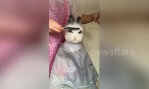 Cute rabbit gets very stylish haircut from her owner