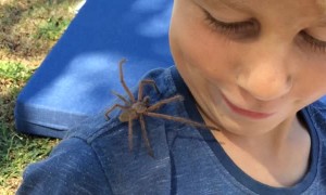 Harry Has Something in His Hair