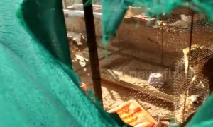 Leopard rescued after breaking into chicken coop and sedated