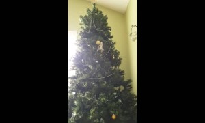 Kitten stuck in Christmas tree decides to battle harmless ornament