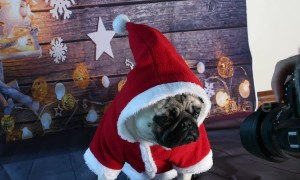 Cute pug poses for Christmas card