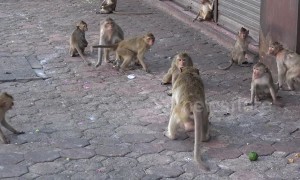 Planet Of The Apes: monkeys take over Thai street
