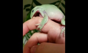 Beware of the man-eating tree frog