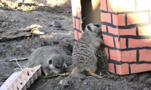 Zoo meerkats go mad for early Christmas present