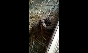 Pair of critically endangered Sumatran tigers born in Kinantan zoo in Indonesia