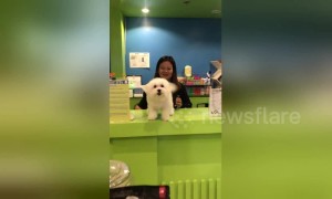 Wag that tail! Clingy Maltese puppy ecstatic to see his human