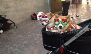Christmas dogs attract their own little paparazzi as holiday shoppers crowd around for pictures
