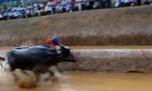 India's traditional 'kambala' buffalo race thrills spectators despite animal rights concerns