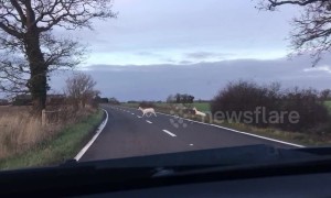 White deer spotted: Stunning moment albino animals are caught on camera in UK's Suffolk