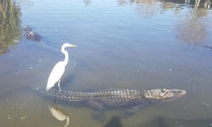 Bird Surfs on Alligator