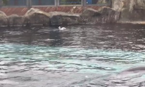 UK family witness sea lion hunting seagull at Colchester zoo
