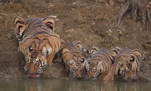 Gorgeous Mama Tiger and Cubs Take a Drink