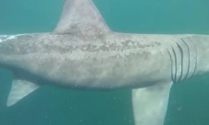 Man Discovers Beautiful Basking Shark