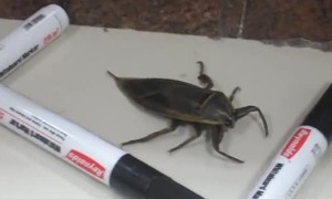 Large Insect Flies at Woman's Face