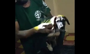 Volunteers rescue dog trapped between two walls in south India city
