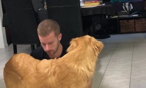 Playful Pooch is Not Interested in Doing Downward Dog