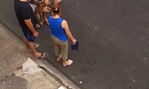 Protective Pup Worries Over Owner