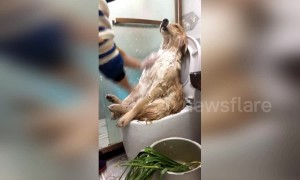 Pampered dog enjoys being scrubbed during bathtime