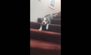 Puppy has funny way of getting down the stairs