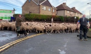 Road block! Flock of hundreds of sheep driven through Yorkshire village