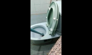 King cobra caught in family's toilet