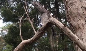 Tawny Frogmouths Are the Masters of Camouflage