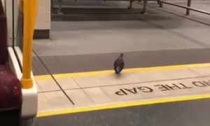 Smart Bird Takes the Train