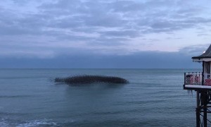 A Murmuration of Birds in Brighton