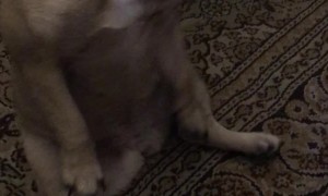 Dancing Dog Has Got Some Moves
