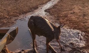 Cooling off a Kangaroo During Summer Heatwave