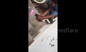 Touching moment owner rescues his tiny kitten from a drainage pipe