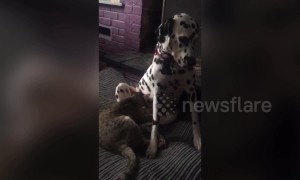 Cat sucks on dog's nipple in bizarre cross-species interaction