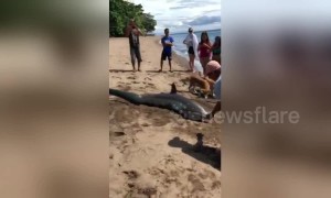 Beachgoers rescue stranded shark dumped on sand after being caught by fisherman