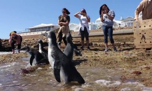 Heartwarming moment rescued baby penguins waddle their way to freedom