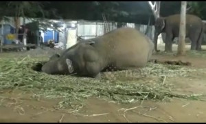 Elephants tuck in for a (rather loud) good night's sleep at India rejuvenation camp