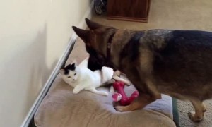 German Shepherd takes action after cat stole her bed again
