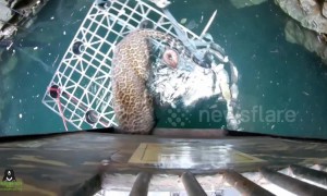 Wildlife SOS team rescue leopard trapped in 50-feet-deep well in India