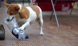 Adorable dog joins the war on plastic