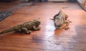 Iguana Tussles with Toy