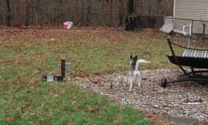 Husky puppy is not happy about the plastic bag in the backyard