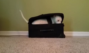 Cute Dog Plays Hide-and-Seek