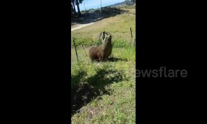 Sea lion clambers for shade in garden as temperatures soar in southern Australia