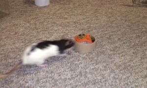 Trained Rat Performs Tons of Tricks